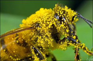 bee-pollen-benefits